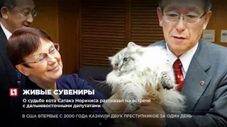 Японский губернатор привязался к коту, которого ему подарил Владимир Путин