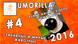 Umorilla: Funny Animal Videos Compilation #4 Забавные и милые животные 2016
