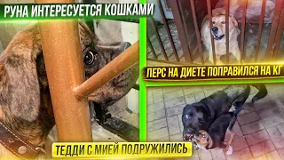 Обработала котят с подвала, купила новым хвостикам паспорта. Пошли в лес на водопад. Перс поправился