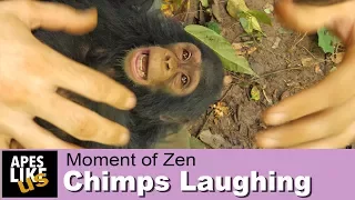 Chimpanzees Playing & Laughing