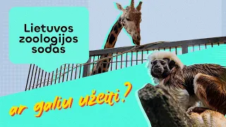 Ar galiu užeiti? Duris vėl atvėrė zoologijos sodas: galima vaikščioti tiesiog tarp gyvūnų