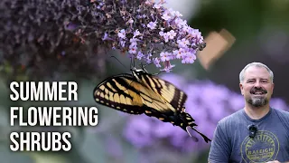 Top 10 Summer Flowering Shrubs for the Garden
