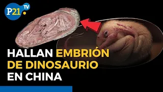 Científicos chinos DESCUBREN un embrión de DINOSAURIO perfectamente preservado