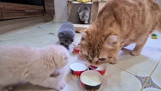 MOM TEACH ME! Kittens learn to eat Foxy cat mom 5 kittens Darinelka pets