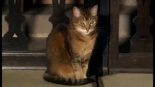 Doorkins Magnificat, the Cathedral cat (UK) - BBC London News - 9th August 2018