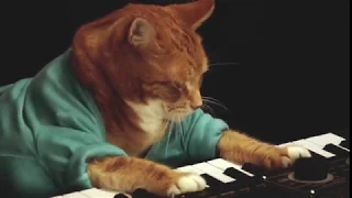 Keyboard Cat, Bento, A Tribute