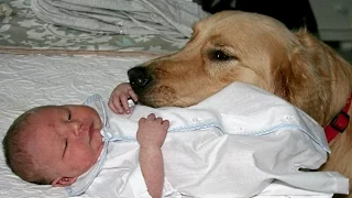 Golden Retriever and Babies Compilation NEW