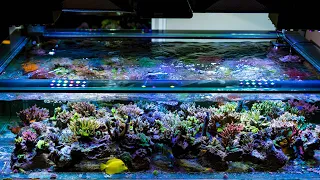 A 140g Reef Tank Documentary