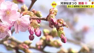 “伊豆の春”河津桜まつり開幕しライトアップも　来場者50万人めざし28日まで　静岡・河津町