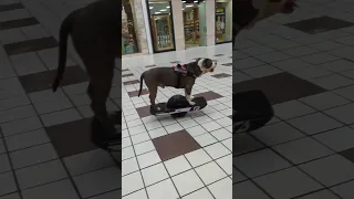 Dog shops at mall on his Onewheel 🛍️ Simulation confirmed! #onewheel