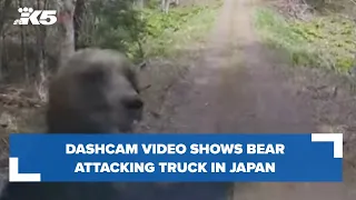 Brown bear attacks truck on rural road in Japan