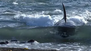 Sea Life Documentary - Monster Killer Whales Hunting Elephant Seals