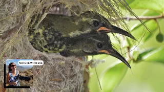 AMETHYST SUNBIRDS LEAVING THE NEST #birds #wildlife #nature #photography #nesting #wildphotography