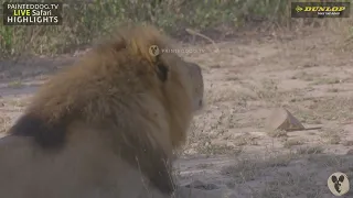 Male Lion Vocalising In Response To Other Lions