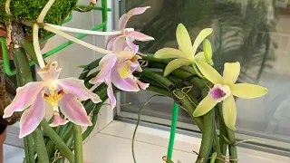 Цветение орхидеи ваниль (Vanilla aphylla). Летнее цветение орхидей 2023 год. Часть 3