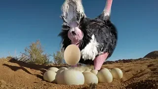 Ostrich Laying Eggs And Cute Ostrich Egg Hatching In The Wild