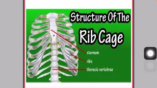 عظام القفص الصدري anatomy seventh lesson-thoracic cage-
