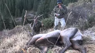 Maral hunting in Kazakhstan 2013 NEW