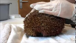 How to uncurl a hedgehog Knoxwood Wildlife Rescue