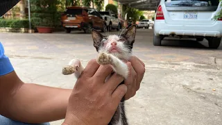 Rescue The Abandoned Kitten Crying At The  street | FTC Meow