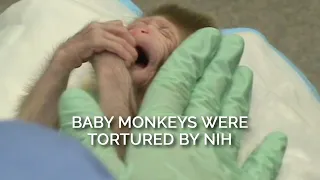 Baby Monkeys Were Tortured by NIH