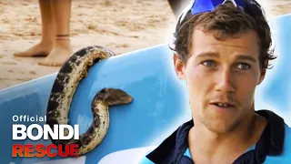 Bondi Lifeguards save a deadly sea snake