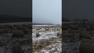 1000 de oi BALE pe tocătura cu Dedean BOBU