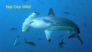 Nat Geo Wild.Экстремальные охотники.