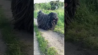 🤪 Amazing Puli Dog 😜 Hungarian Puli 😳 Dreadlocks Dog 🚩 EP - 413