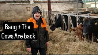 The cows are back ,Sheep Catcher #farm #farming #cows #tractors #irish #lambs #ireland #tepari