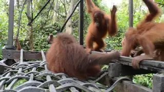 Rescued orangutan's first day at baby school shows he has lots to learn about being an orangutan