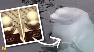 The Beluga Whale Who Became a Russian Spy