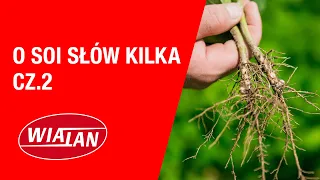 O SOI SŁOW KILKA cz.2. Agrotechnika, problem ptactwa, szczepionki...