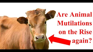 Are Animal Mutilations on the Rise Again? (Cattle Mutilations too)