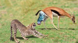 Impala Giving Birth: Mother Impala Don’t Protect Newborn From Leopard Hunting