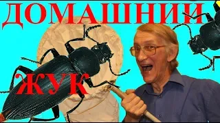 У Вас Уже Живет Домашний Жук Зофобас?? Life of Zophobas (Tenebrionidae)