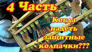 КАК И КОГДА НАДЕТЬ ЗАЩИТНЫЕ КОЛПАЧКИ НА МАТОЧНИКИ, ПЕРЕФОРМИРОВАНИЕ ВОСПИТАТЕЛЬНОЙ ПЧЕЛОСЕМЬИ.