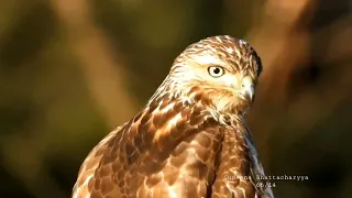 Encounter With A Hawk!