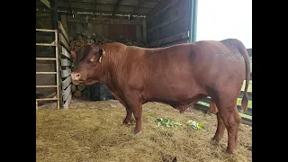 Macho bull 814 ready to go to work!