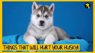 5 Things That Emotionally Hurt Your Siberian Husky