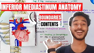 Inferior Mediastinum Anatomy | Mediastinum Anatomy | Mediastinum Boundaries and Contents Anatomy