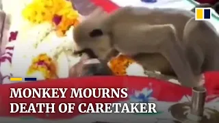 Monkey attends funeral of human caretaker in Sri Lanka