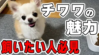 【2023年最新】チワワの魅力について徹底解説！特徴や性格など飼ってみたい人や好きな人は必見！