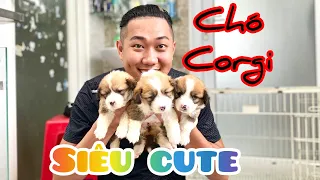 Chó Corgi siêu dễ thương | Ghé thăm trại chó A Đông và gặp em đực giống Chaien .