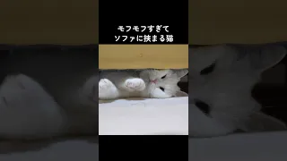 モフモフすぎてソファに挟まる猫 #shorts