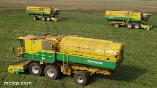 4k Harvest 2023: Peas in Suffolk - Anglian Pea Growers vining peas with 4 Ploeger Oxbo harvesters