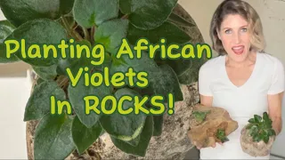 Planting African Violets in rocks!