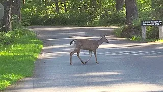 Deer on the way to Northwest Trek Wildlife Park -:Eatonville, Washington