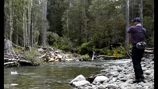 Dry Fly fishing tiny stream Tasmania - Bonus close Echidna encounter