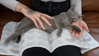 ASMR Kitten Massage (Gentle Acupressure, Hypnosis, Gua Sha) 🐱